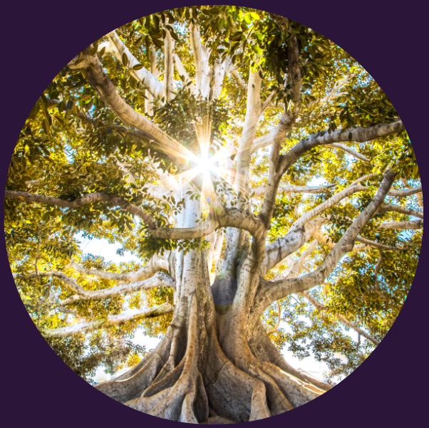 Bild zu Vita. Ein Baum im strahlenden Sonnenlicht.
